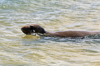 Endangered Hawaiian Monk Seal